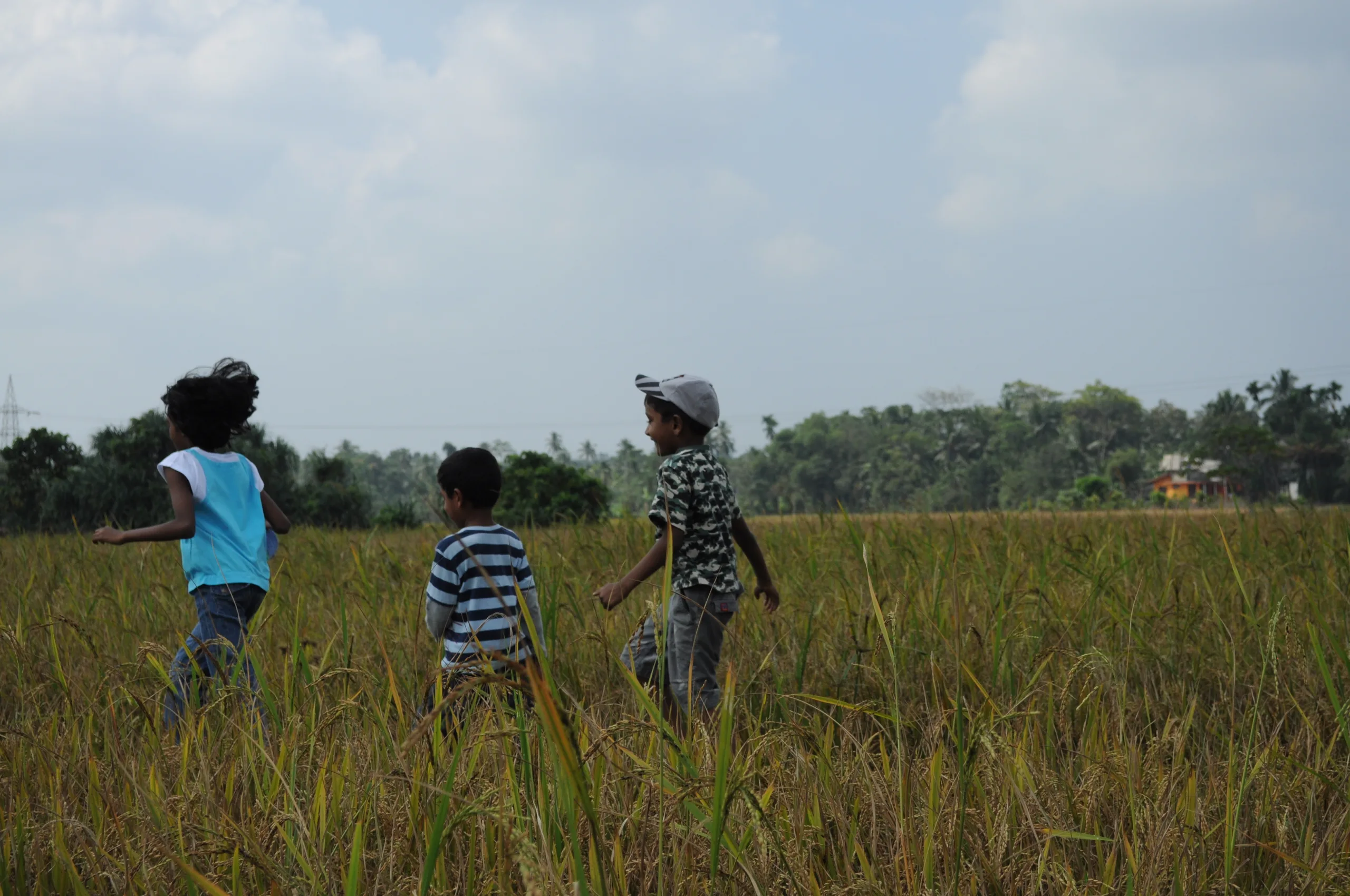 Children making their way across a paddy field